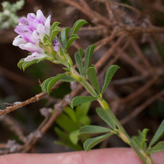 Psoralea decumbens