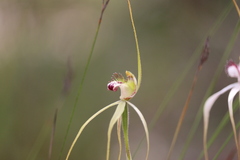 Caladenia tentaculata × venusta