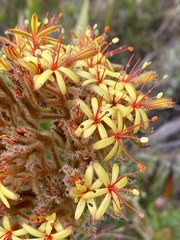 Dilatris viscosa