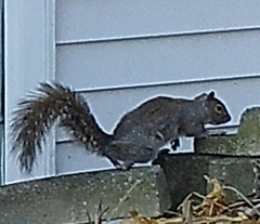Sciurus carolinensis