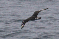 Stercorarius parasiticus