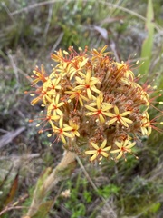 Dilatris viscosa
