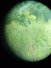 Sporophila americana