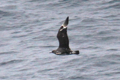 Stercorarius parasiticus