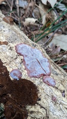 Abundisporus pubertatis