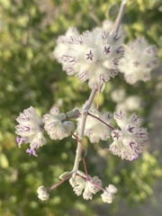 Condea