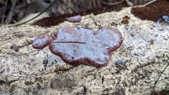 Abundisporus pubertatis