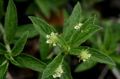 Lippia scaberrima