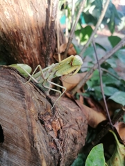 Hierodula transcaucasica