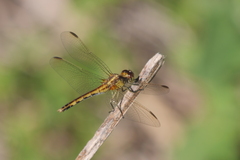 Erythrodiplax nigricans