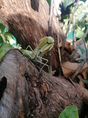 Hierodula transcaucasica