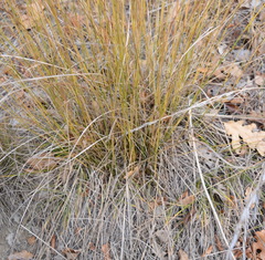 Achnatherum bromoides