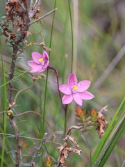 Thelymitra × irregularis
