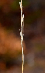 Achnatherum bromoides