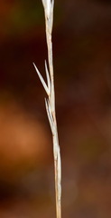 Achnatherum bromoides