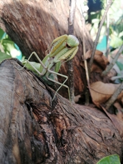 Hierodula transcaucasica