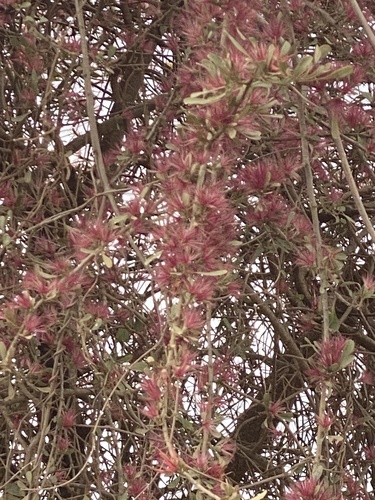 Cloiselia madagascariensis image