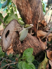 Hierodula transcaucasica