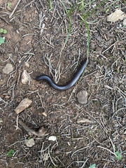 Pachyiulus flavipes