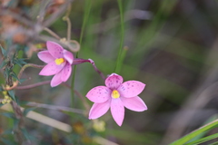 Thelymitra × irregularis