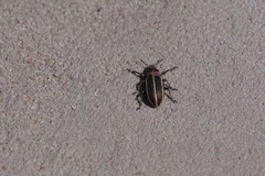 Eudiagogus episcopalis