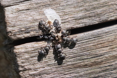 Cephalotes