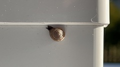 Polygyra cereolus