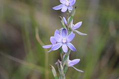 Thelymitra aristata