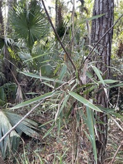 Arundinaria tecta