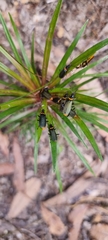 Chauliognathus lugubris