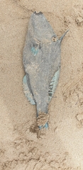 Scobinichthys granulatus