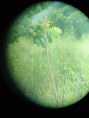 Sporophila americana