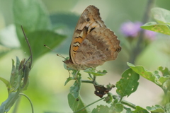 Junonia genoveva hilaris