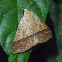 Ugia serrilinea
