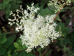 Filipendula ulmaria