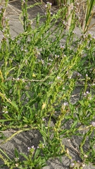 Cakile maritima