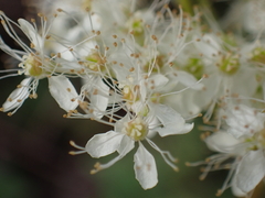 Filipendula ulmaria