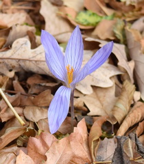 Crocus speciosus