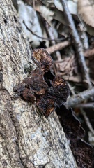 Daedaleopsis tricolor