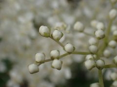 Filipendula ulmaria