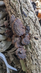 Daedaleopsis tricolor