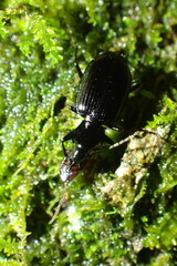 Platyninae