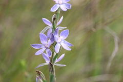 Thelymitra aristata