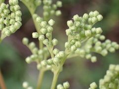 Filipendula ulmaria