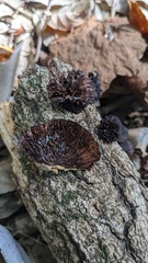 Daedaleopsis tricolor