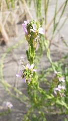Cakile maritima