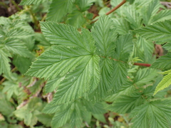 Filipendula ulmaria