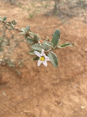 Solanum heinianum image