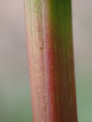 Filipendula ulmaria