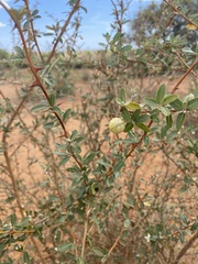 Solanum heinianum image